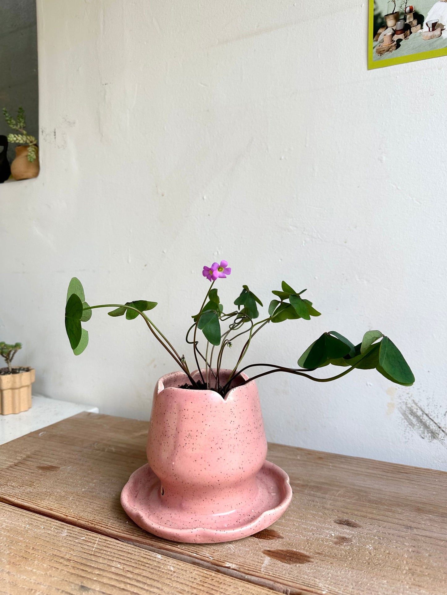 Tulips planter w/ oxalis garnet - Mipa's pots and plants