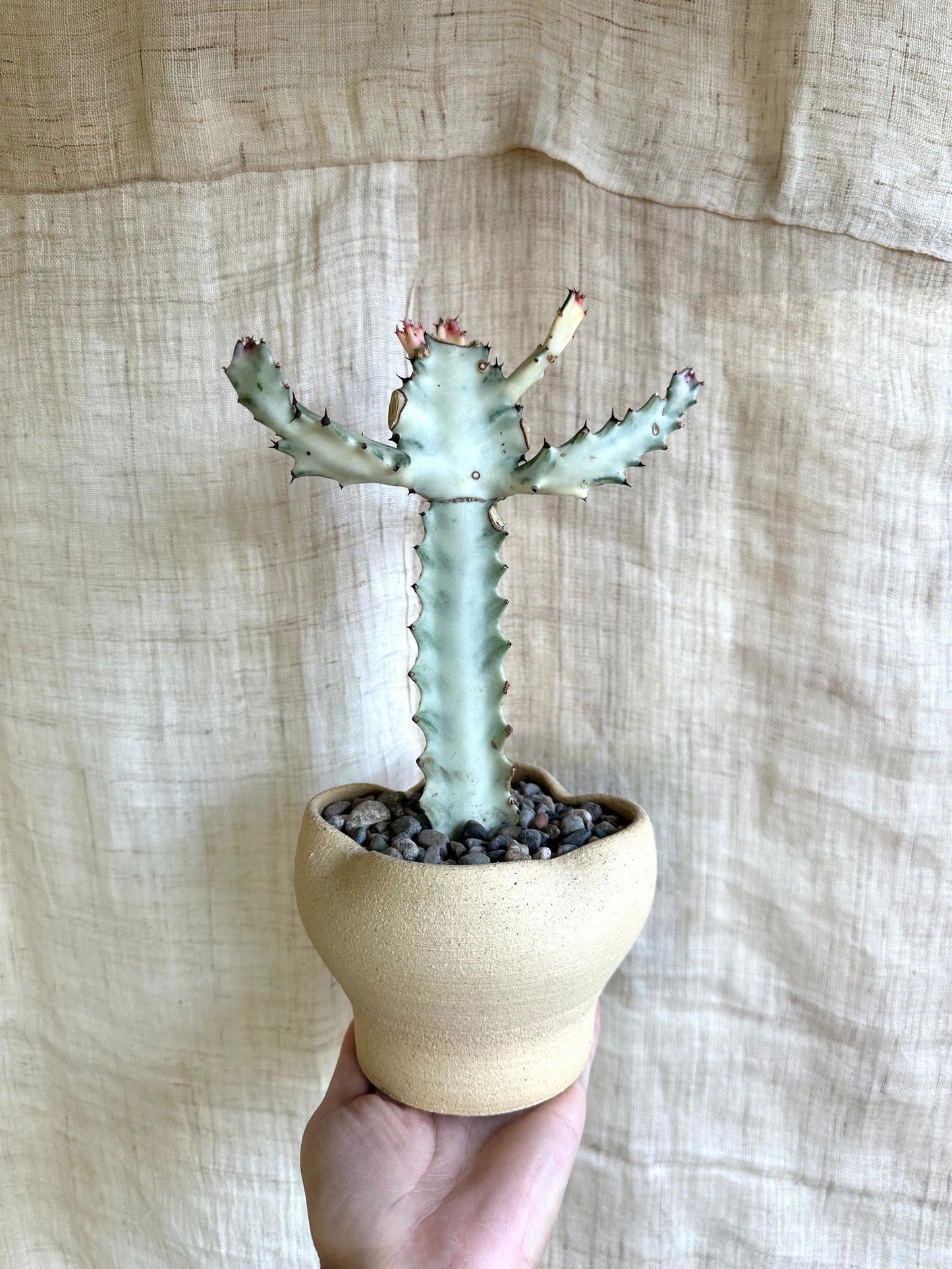 White ghost cactus w/ flower planter - Mipa's pots and plants