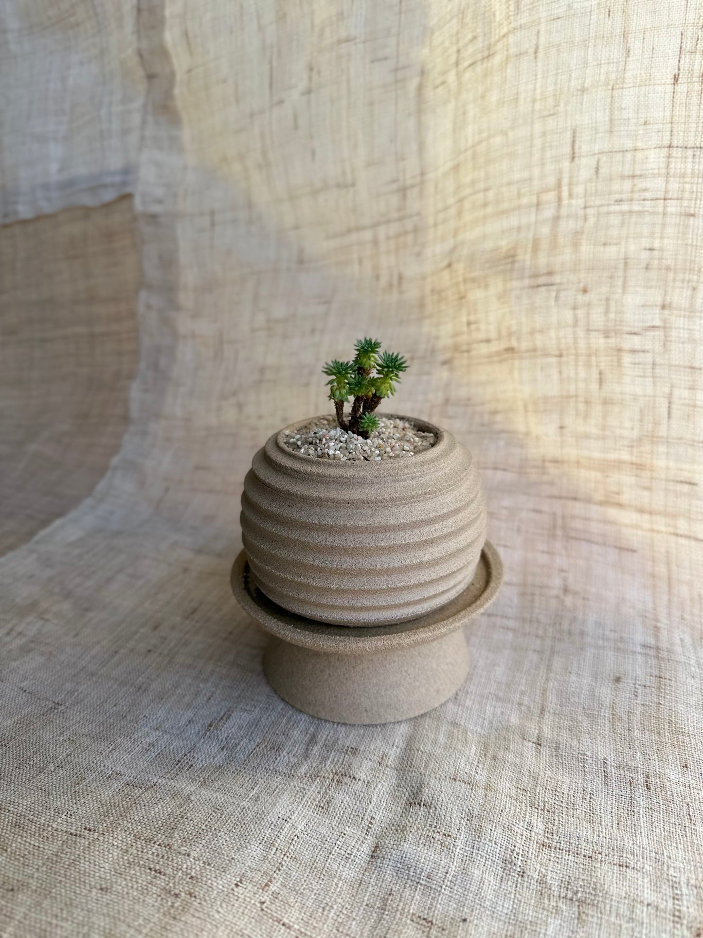 Miniature Joshua Tree w/ mini pedestal set