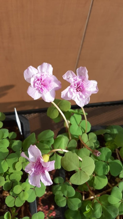 Oxalis ‘Pom Pom’ bulb