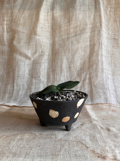 69 blk polka dot planter