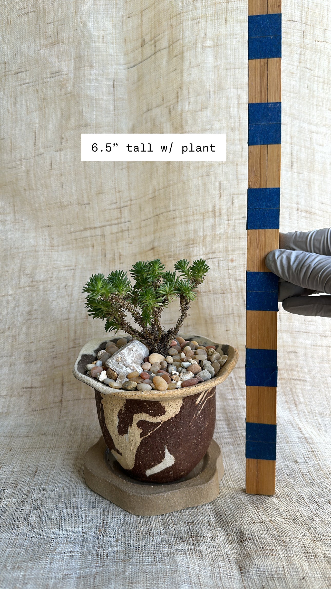 Miniature Joshua tree w/ planter set