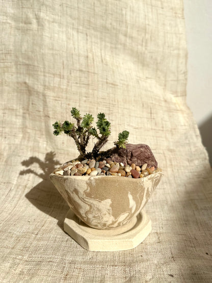 Miniature Joshua tree w/ planter set