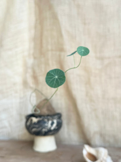 Stephania erecta w/ planter