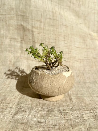 Miniature Joshua tree w/ planter