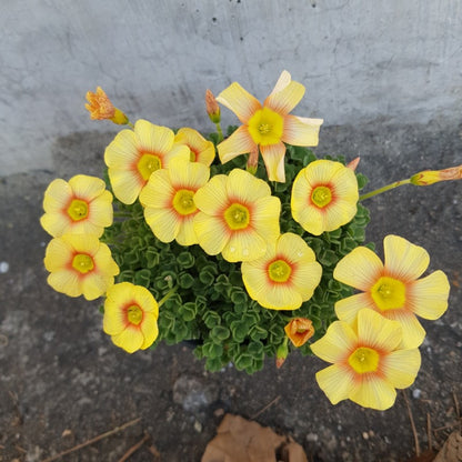 Oxalis obtusa 'Elizabeth' bulb