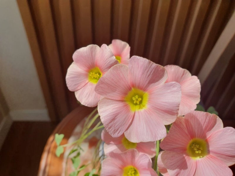 Oxalis obtusa 'Sakura jelly' bulb