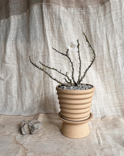 13 S.B pedestal saucer set - Mipa's pots and plants