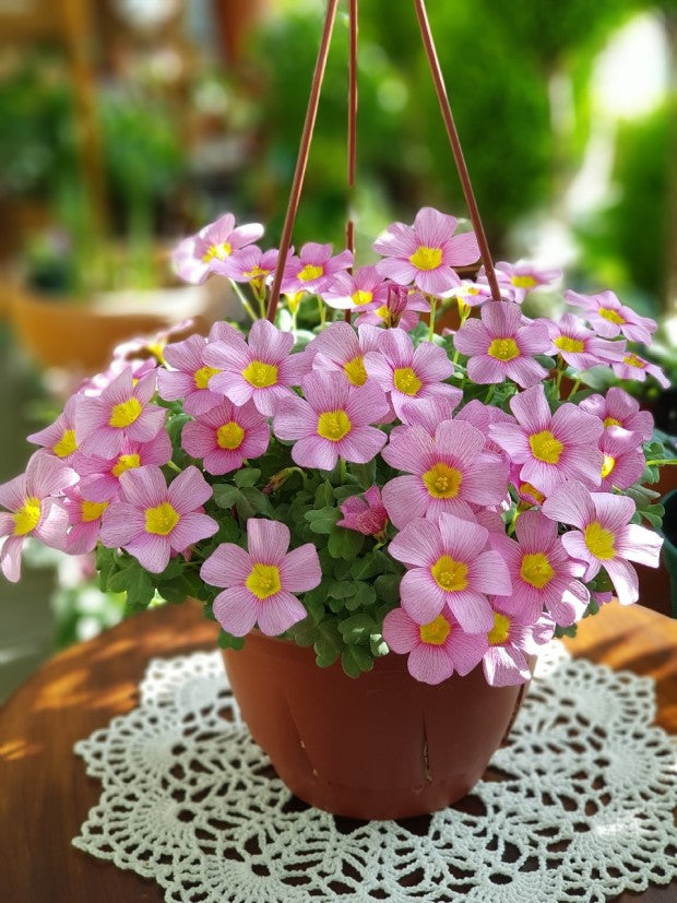 Oxalis obtusa 'Lilac' bulb