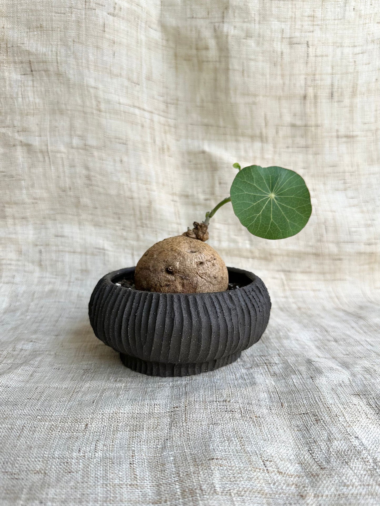 15 black planter - Mipa's pots and plants