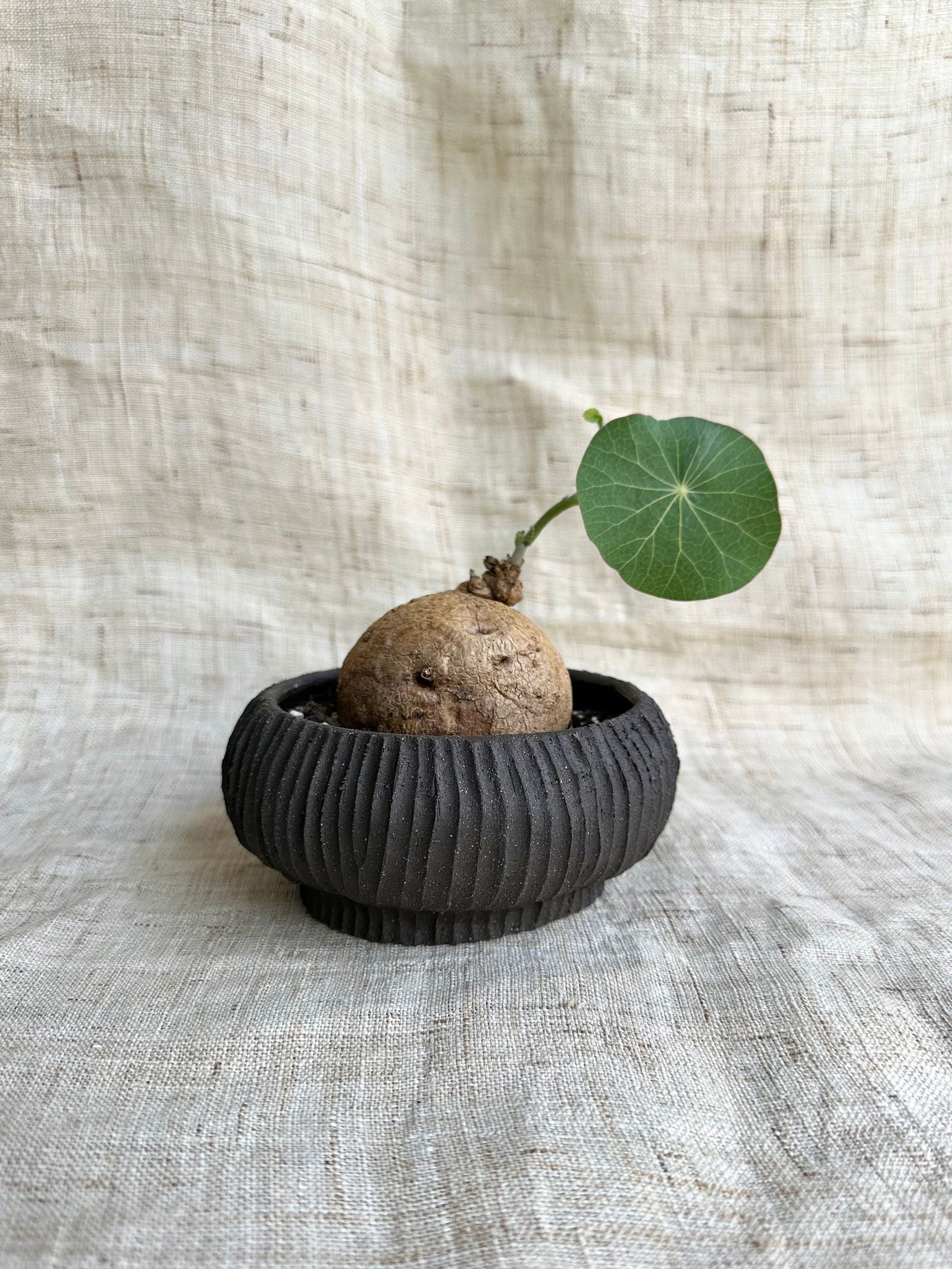 15 black planter - Mipa's pots and plants