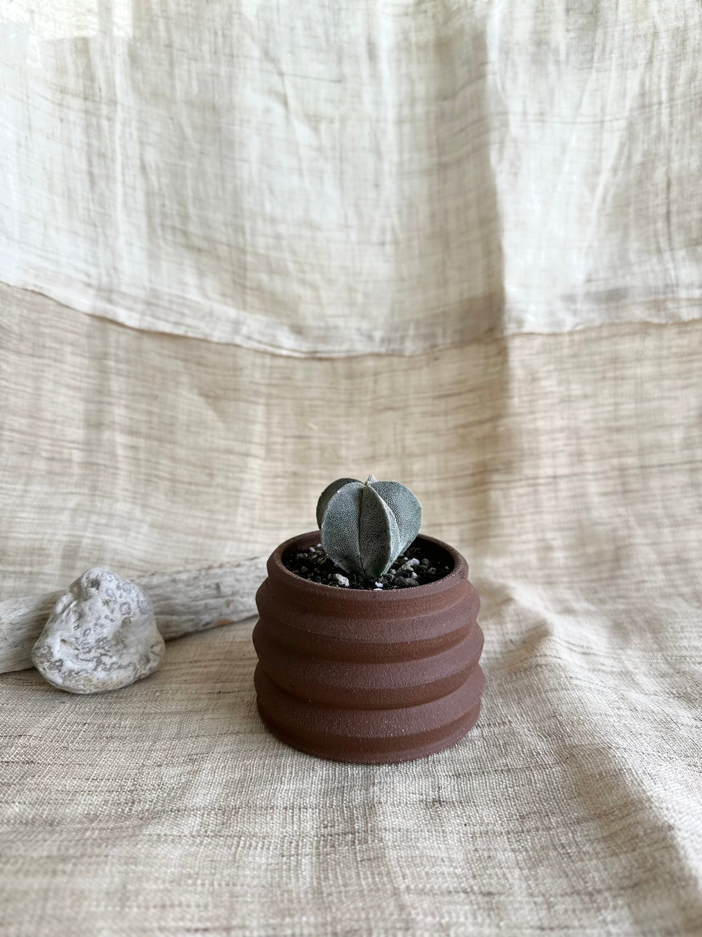 2 chocolate mini planter