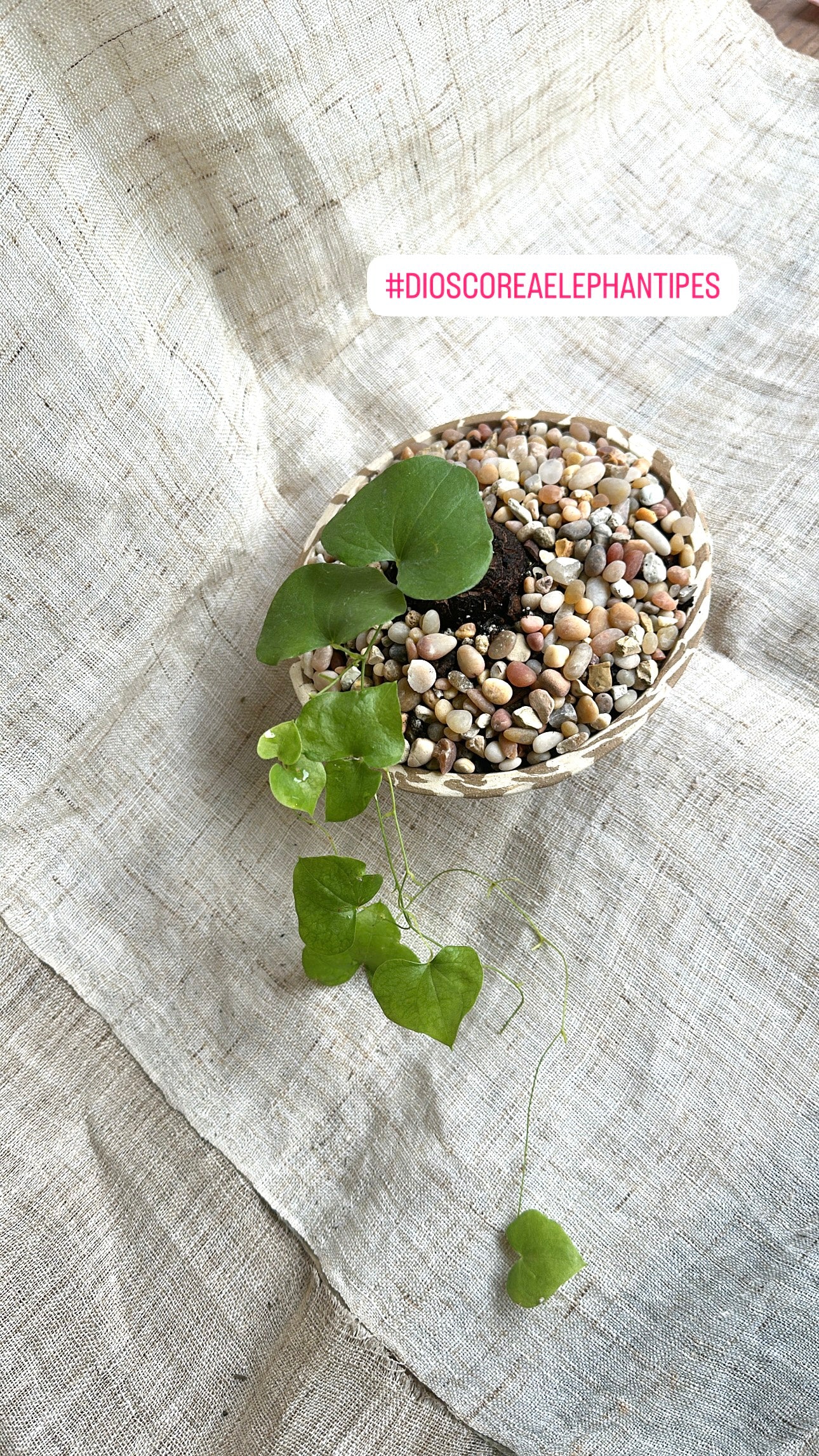 Dioscorea elephantipes w/ planter