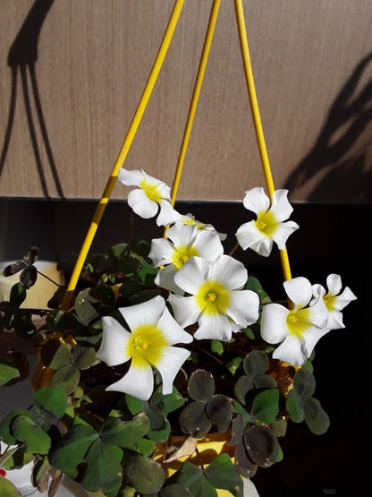 Oxalis obtusa ‘silver moon’ bulb