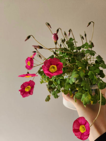 Oxalis obtusa 'Ruby' bulb