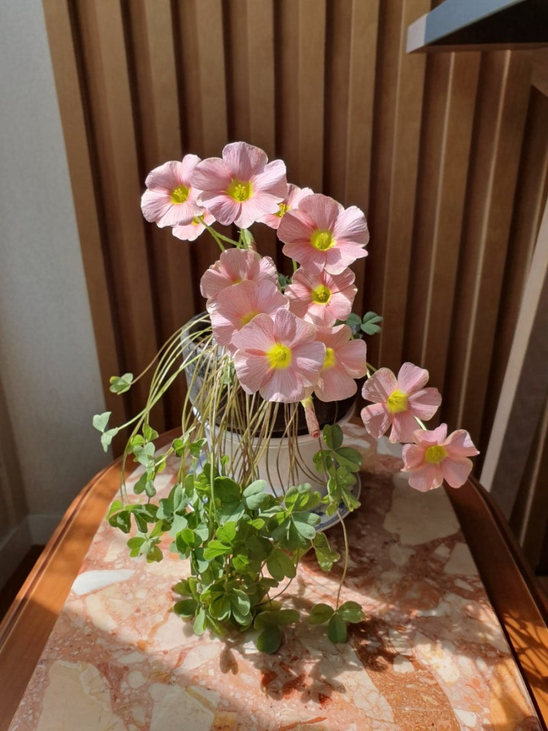 Oxalis obtusa 'Sakura jelly' bulb