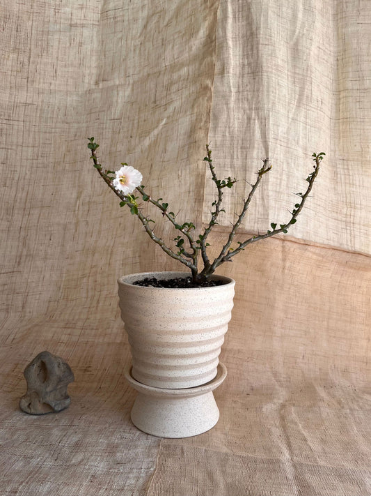 1 c/c pedestal saucer set - Mipa's pots and plants