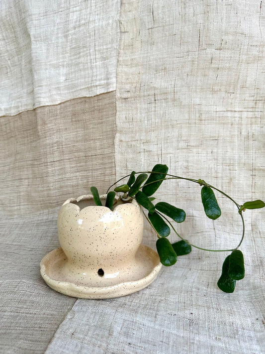 1 daisy planter w/ saucer - Mipa's pots and plants