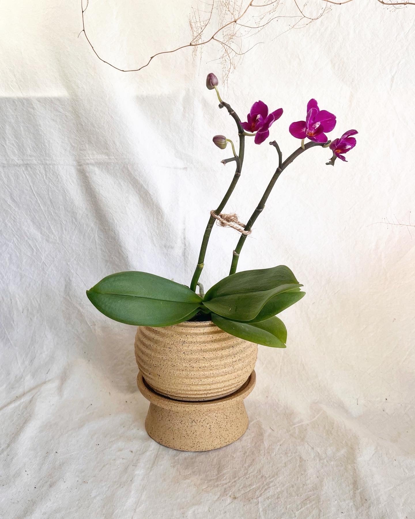 20 pedestal saucer set - Mipa's pots and plants