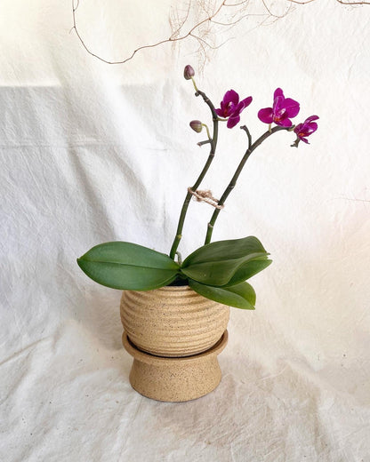 20 pedestal saucer set - Mipa's pots and plants