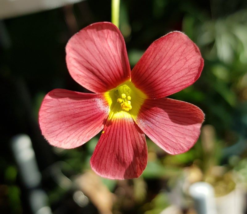 Oxalis obtusa ‘Jennie’ bulb