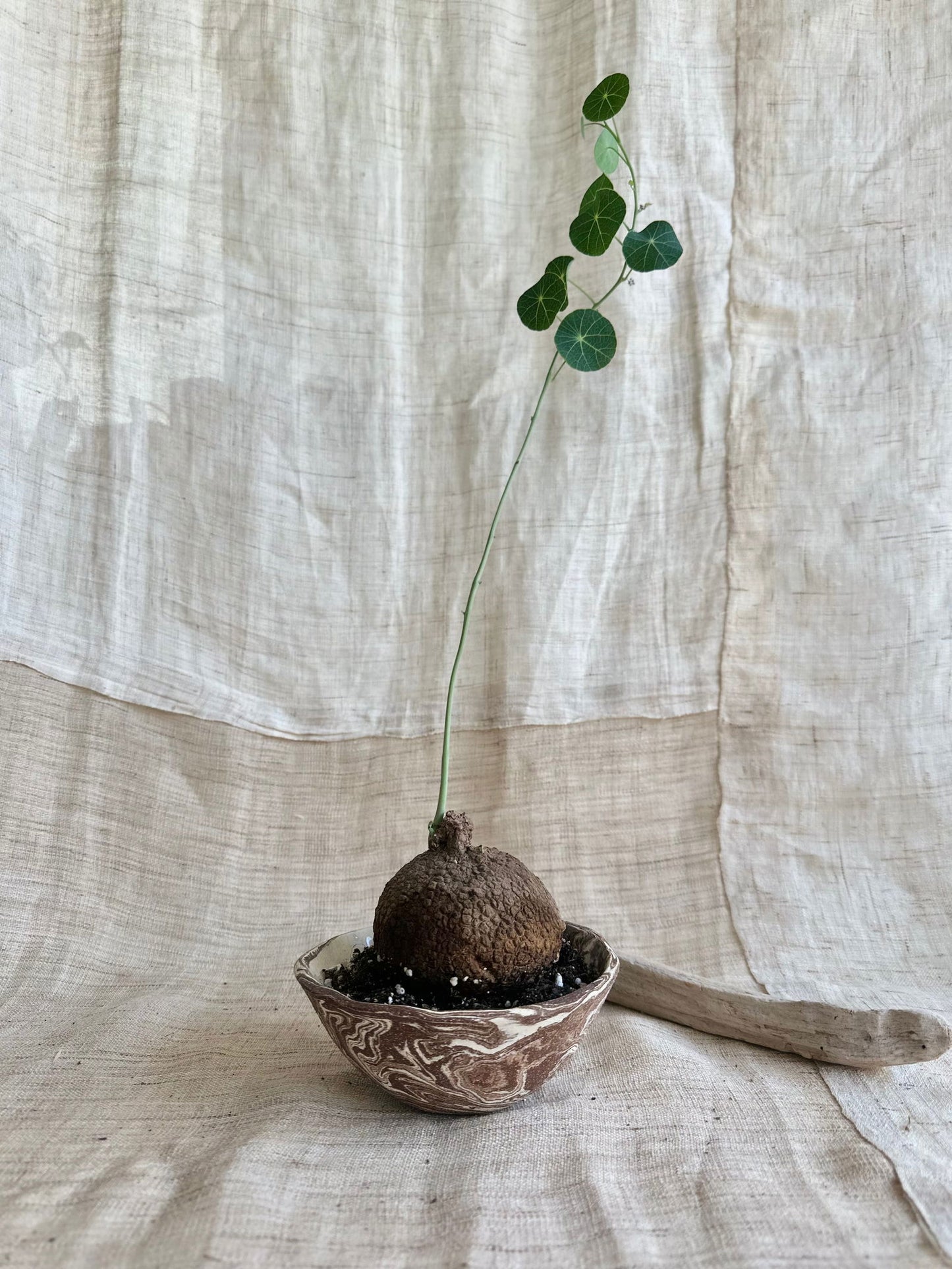 26 chocolate swirl planter - Mipa's pots and plants