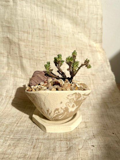 Miniature Joshua tree w/ planter set