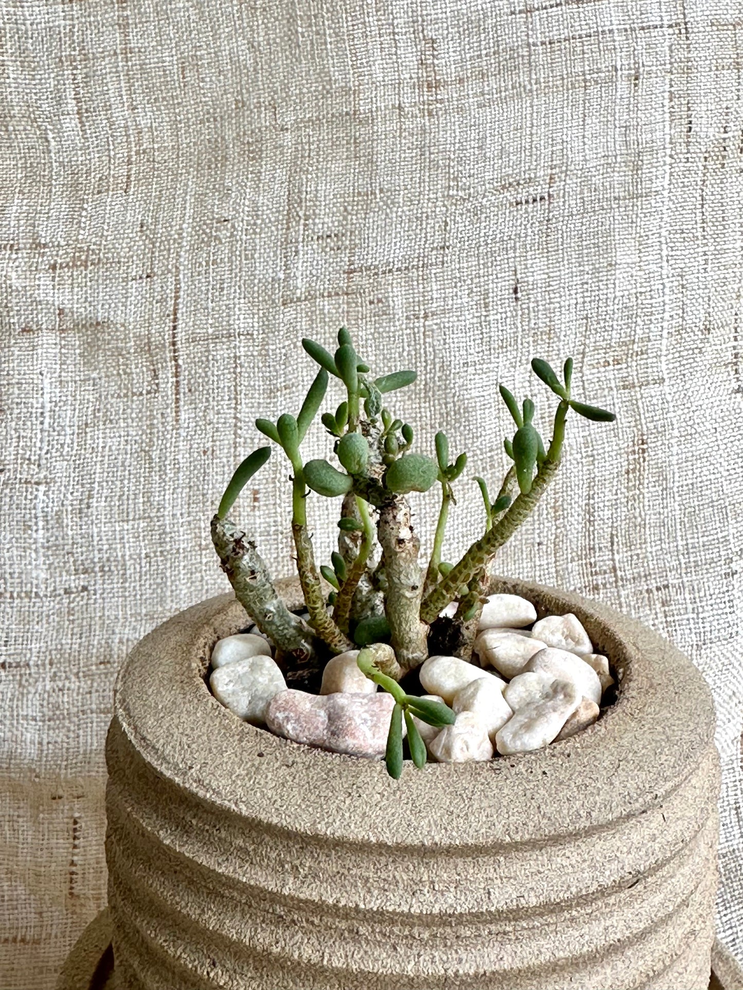 Tylecodon schaeferianus w/ planter