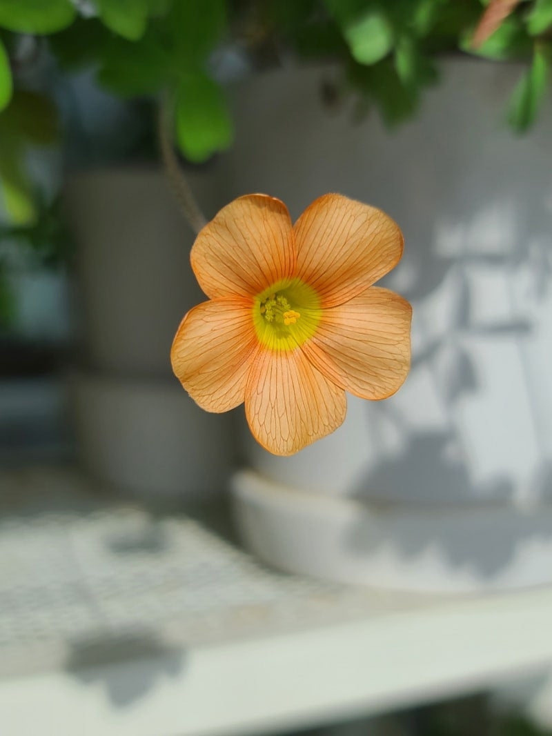 Oxalis obtusa ‘Fanta’ bulb