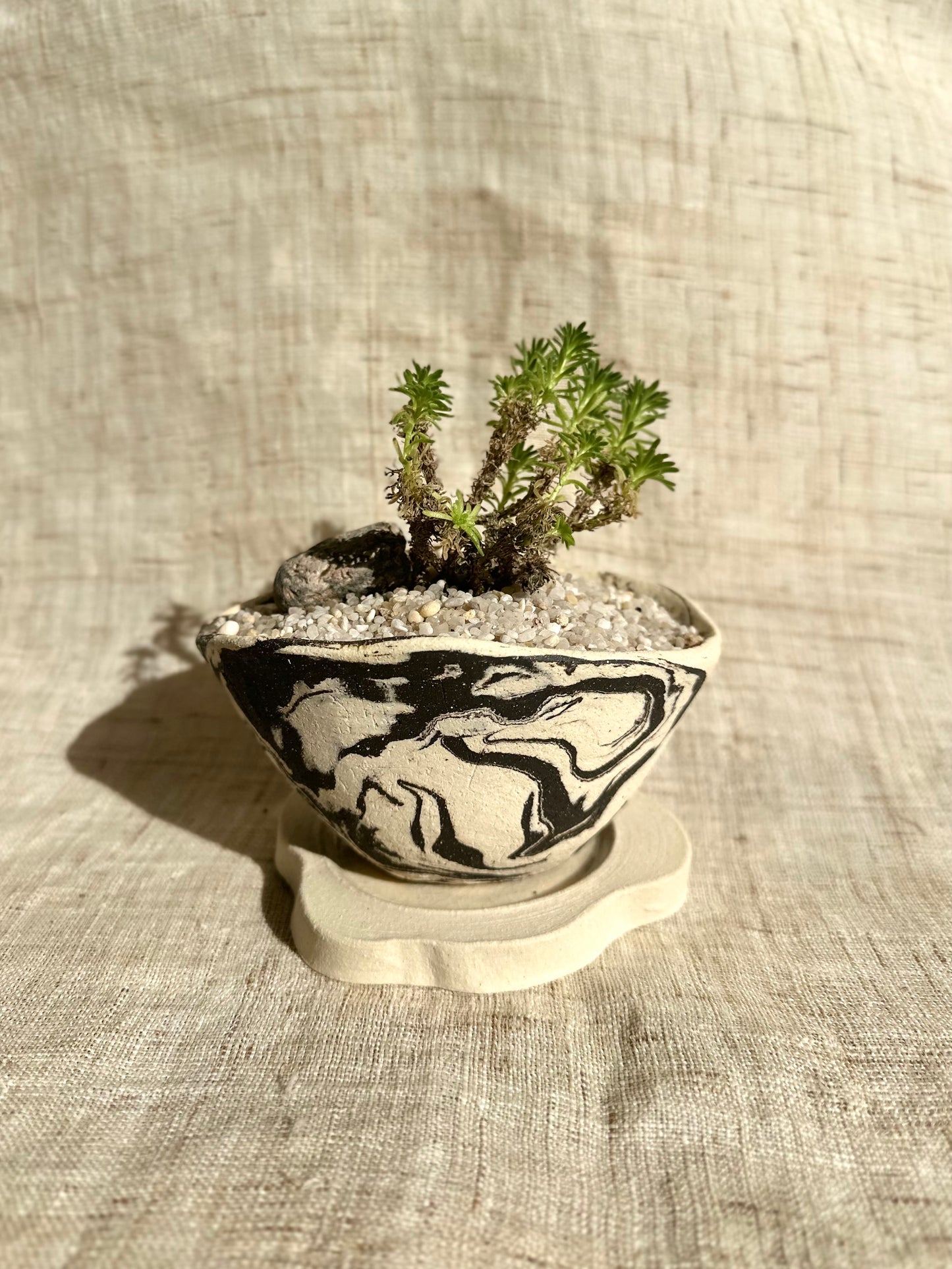 Miniature Joshua tree w/ planter set