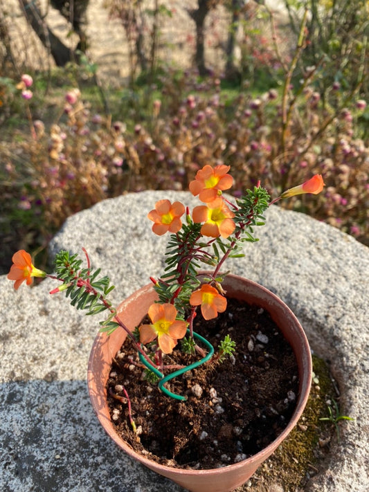 Oxalis ‘Massoniana’