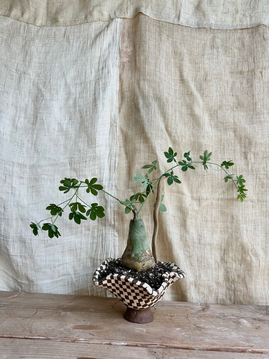 Adenia glauca w/ planter