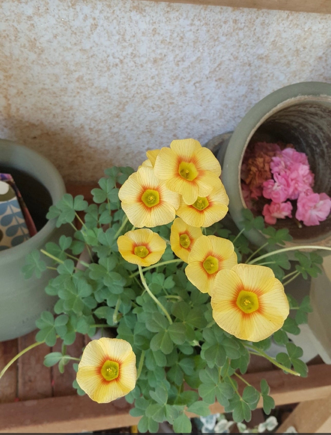 Oxalis obtusa 'Elizabeth' bulb