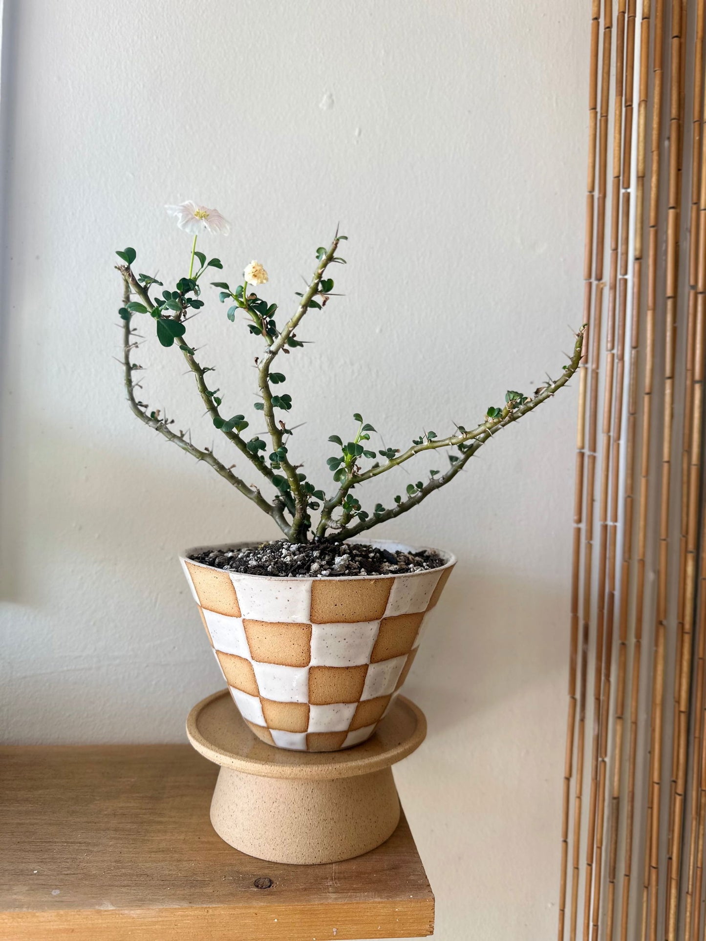 38 S.B checkers planter - Mipa's pots and plants