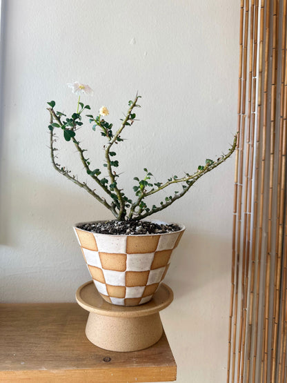 38 S.B checkers planter - Mipa's pots and plants