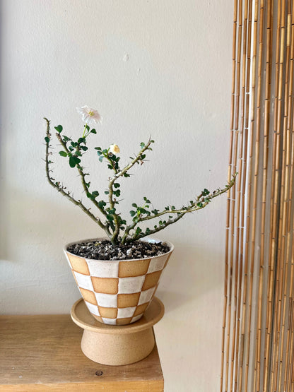 38 S.B checkers planter - Mipa's pots and plants