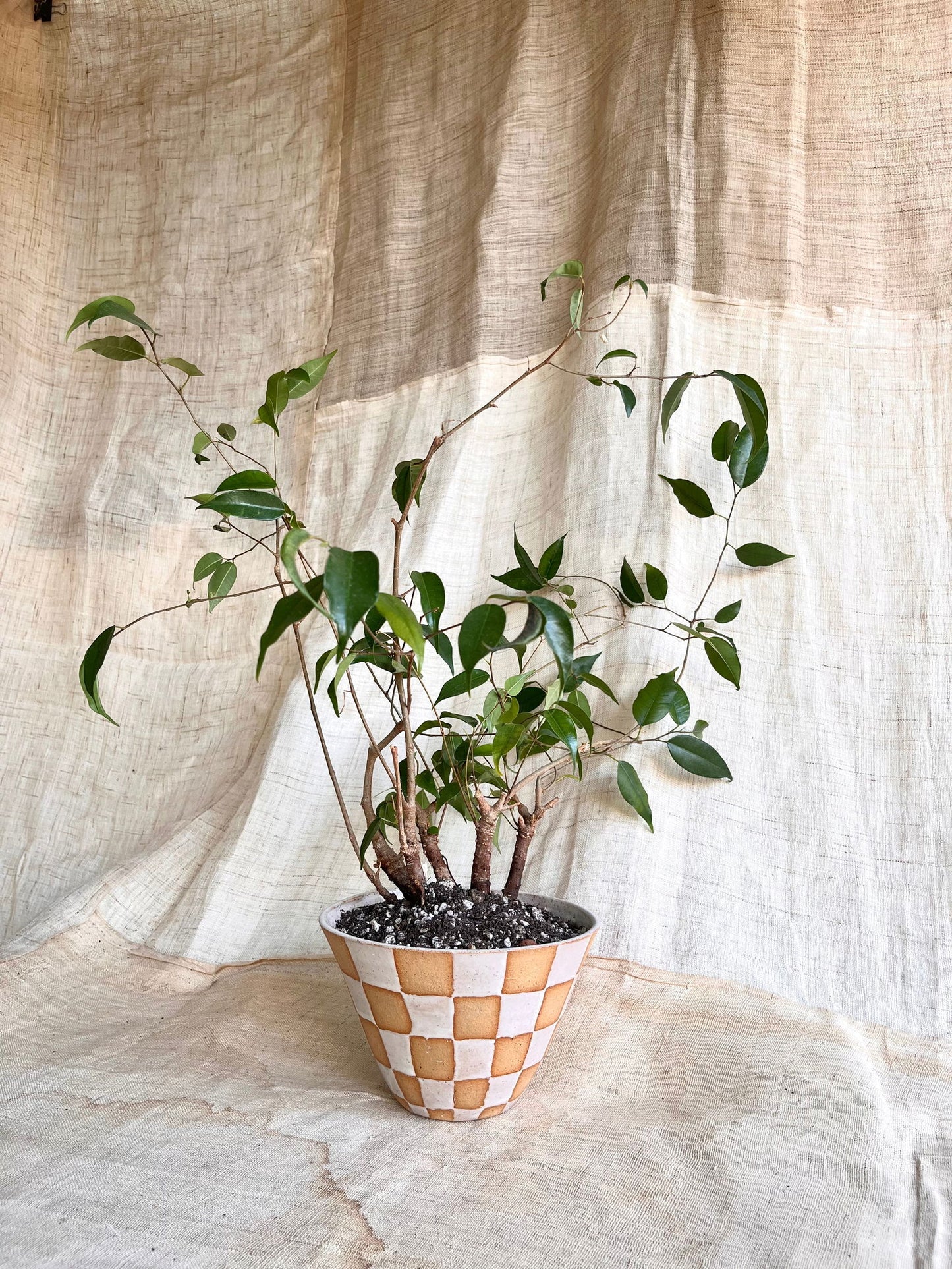38 S.B checkers planter - Mipa's pots and plants