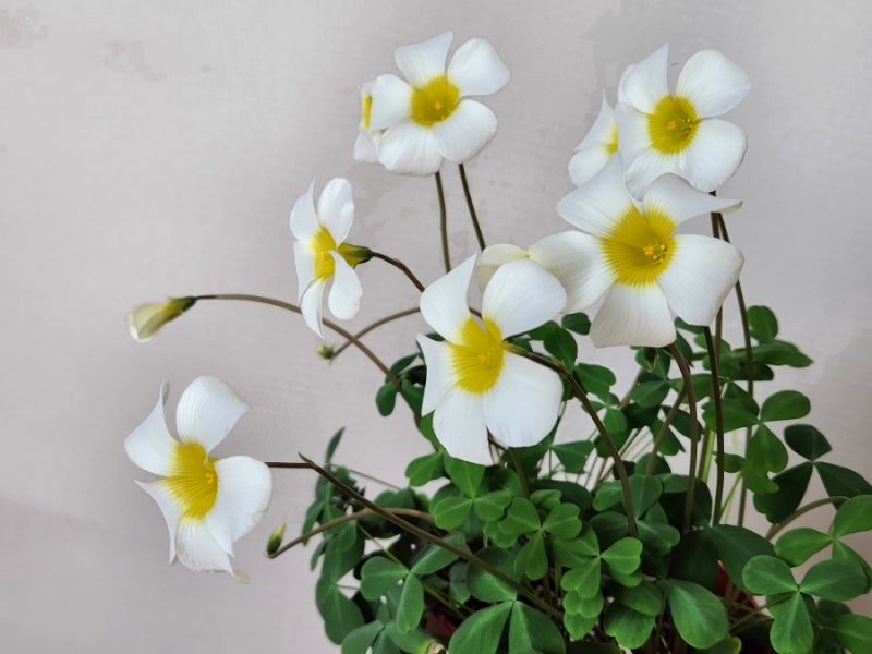 Oxalis obtusa ‘silver moon’ bulb