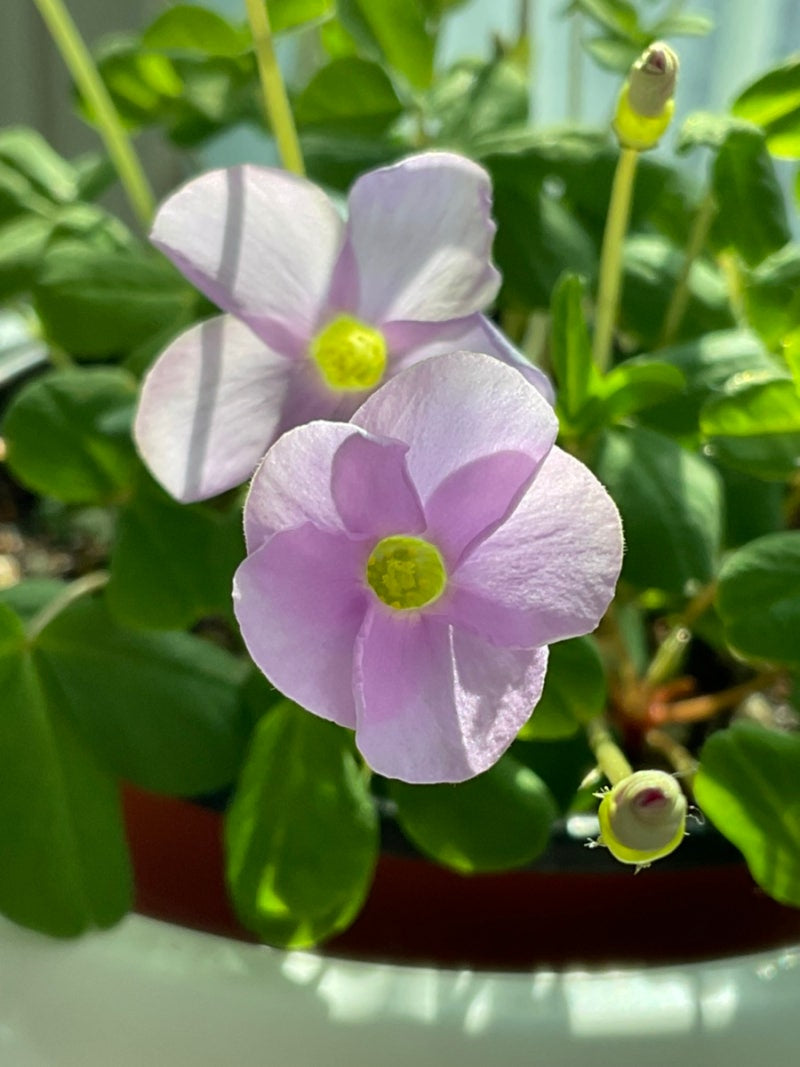 Oxalis ‘Minuta’