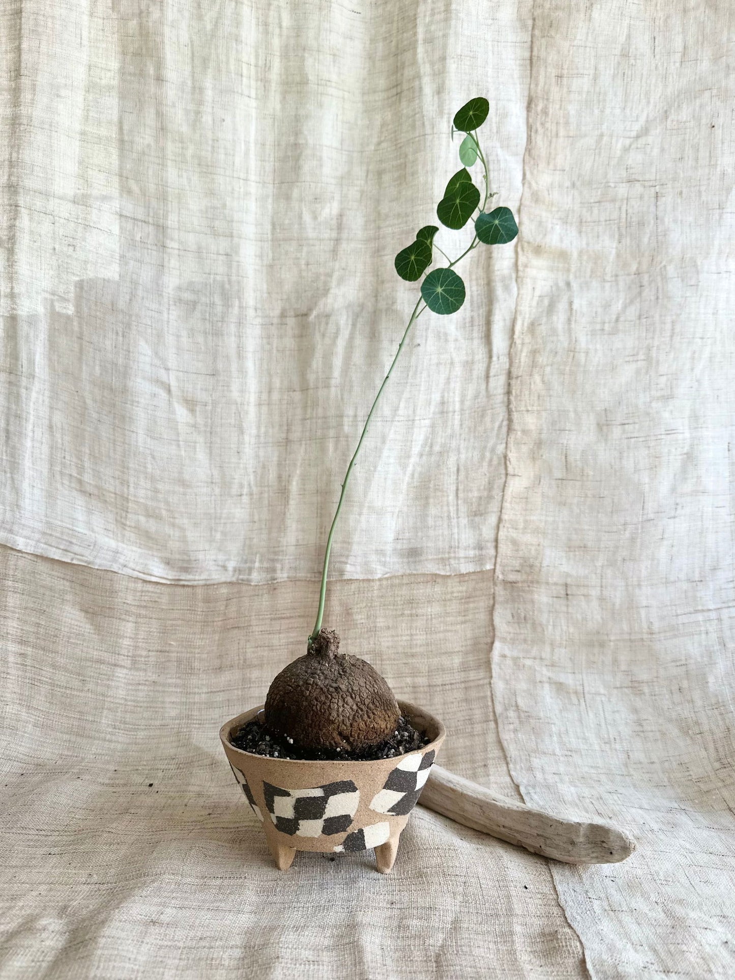 39 checkers planter - Mipa's pots and plants