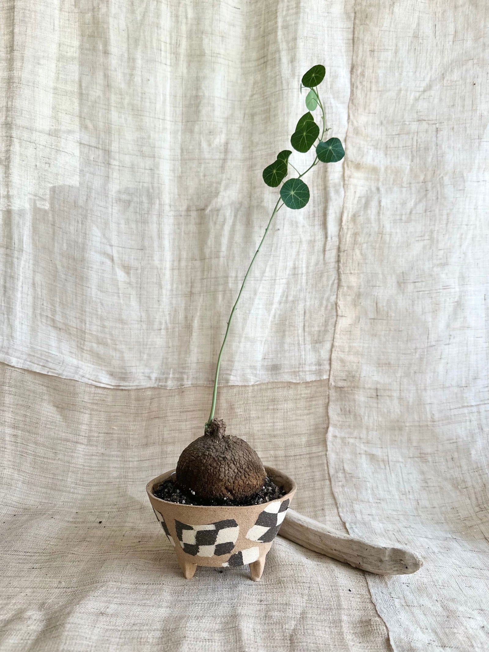 39 checkers planter - Mipa's pots and plants