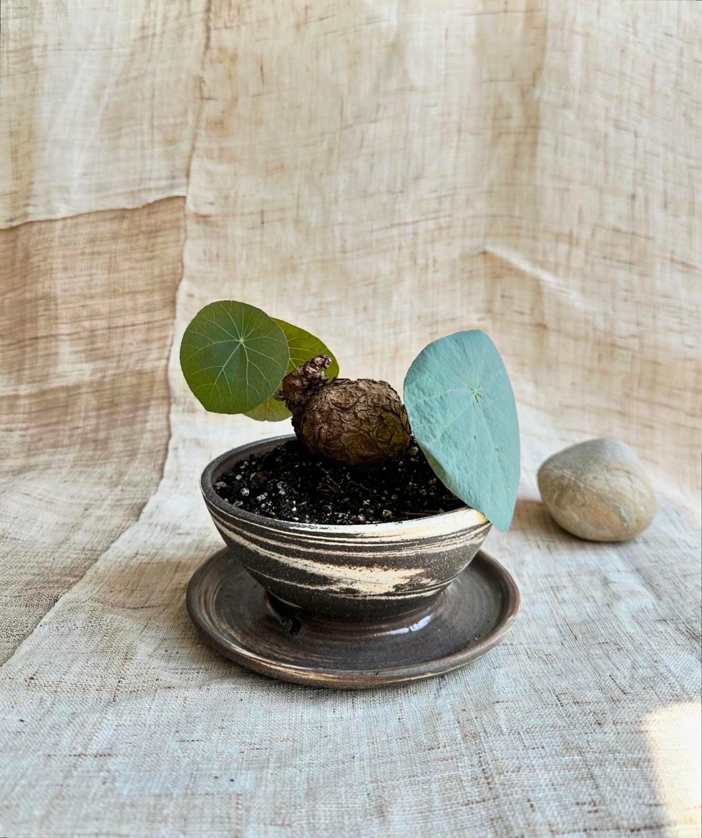 39 inkwash caudex planter - Mipa's pots and plants