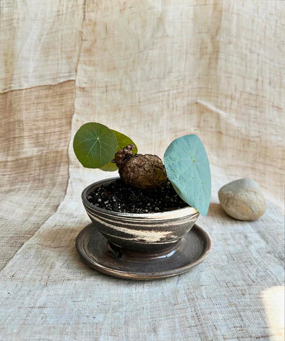 39 inkwash caudex planter - Mipa's pots and plants