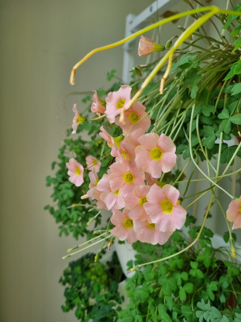 Oxalis obtusa 'Sakura jelly' bulb