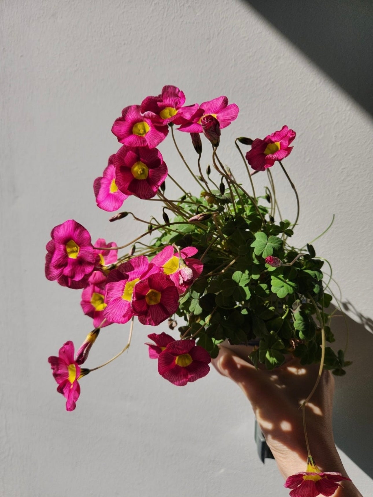 Oxalis obtusa 'Ruby' bulb