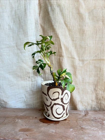 Variegated mini monstera w/ planter set