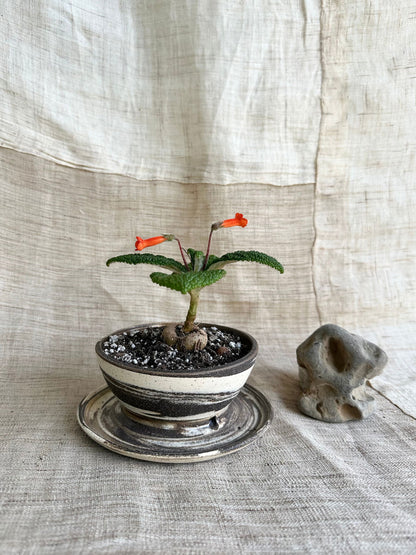40 inkwash caudex planter - Mipa's pots and plants
