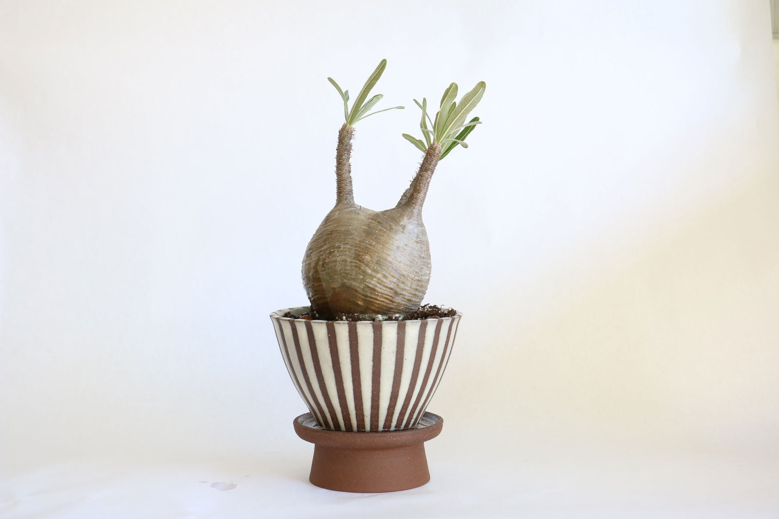 42 pedestal saucer set - Mipa's pots and plants