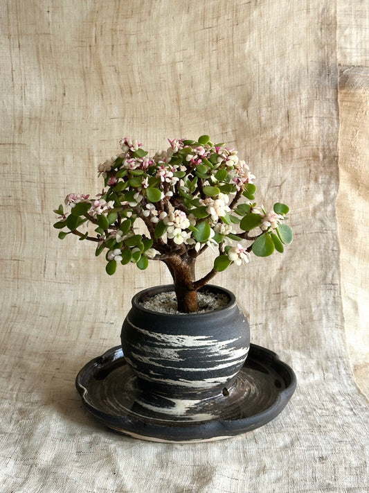 Candy jade bonsai w/ planter