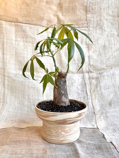 44 medium sandstorm planter - Mipa's pots and plants